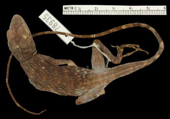 Media type: image;   Herpetology R-78935 Aspect: dorsal
